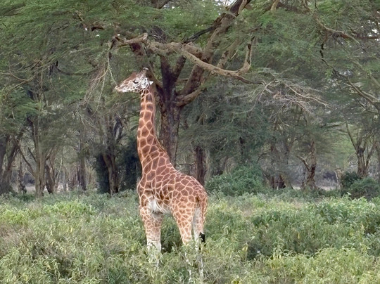 The Olmalaika Trust-Sekenani必去景点