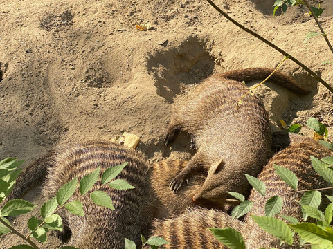 Novosibirsk Zoo-新西伯利亚必去景点