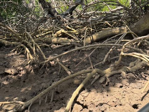 Revoada Dos Guarás-Araioses必去景点