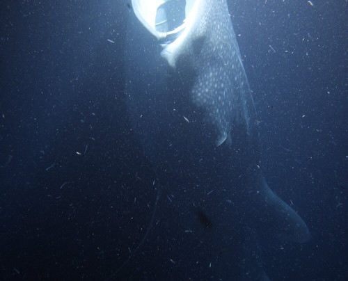 OK Maldives-马累必去景点
