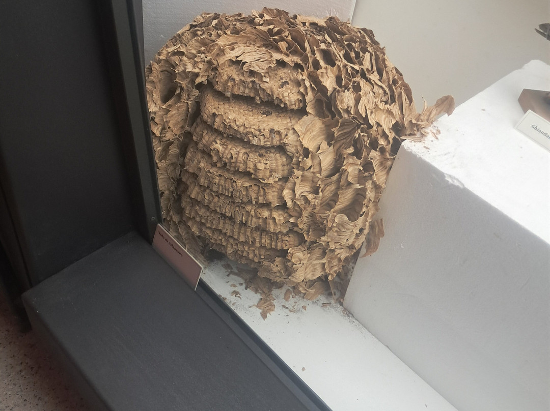 Museo Brembano-圣佩莱格里诺泰尔梅必去景点