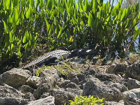 Lighthouse Park-Mount Dora必去景点
