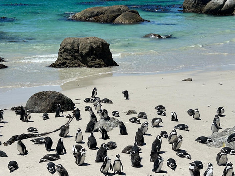 The Black Sheep Agency-开普敦中心区必去景点