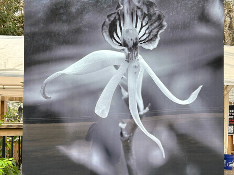 Clyde Butcher's Big Cypress Gallery-奥乔皮必去景点