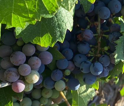 Mendoza Balloons-门多萨必去景点