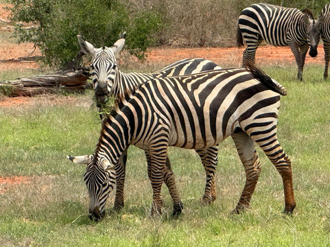 Safari In Kenya Con Samba-瓦塔木必去景点