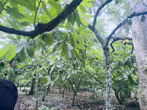 Fazenda Yrere-Ilheus必去景点