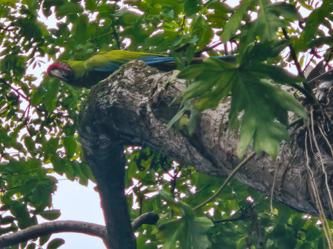 Ara Manzanillo-Manzanillo必去景点