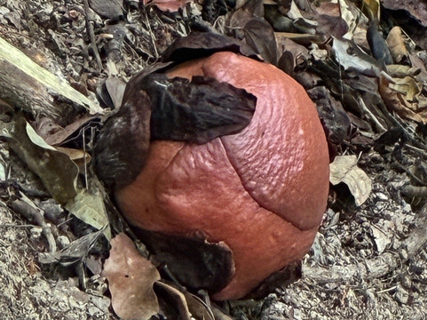 Belum-Temengor-霹雳州必去景点