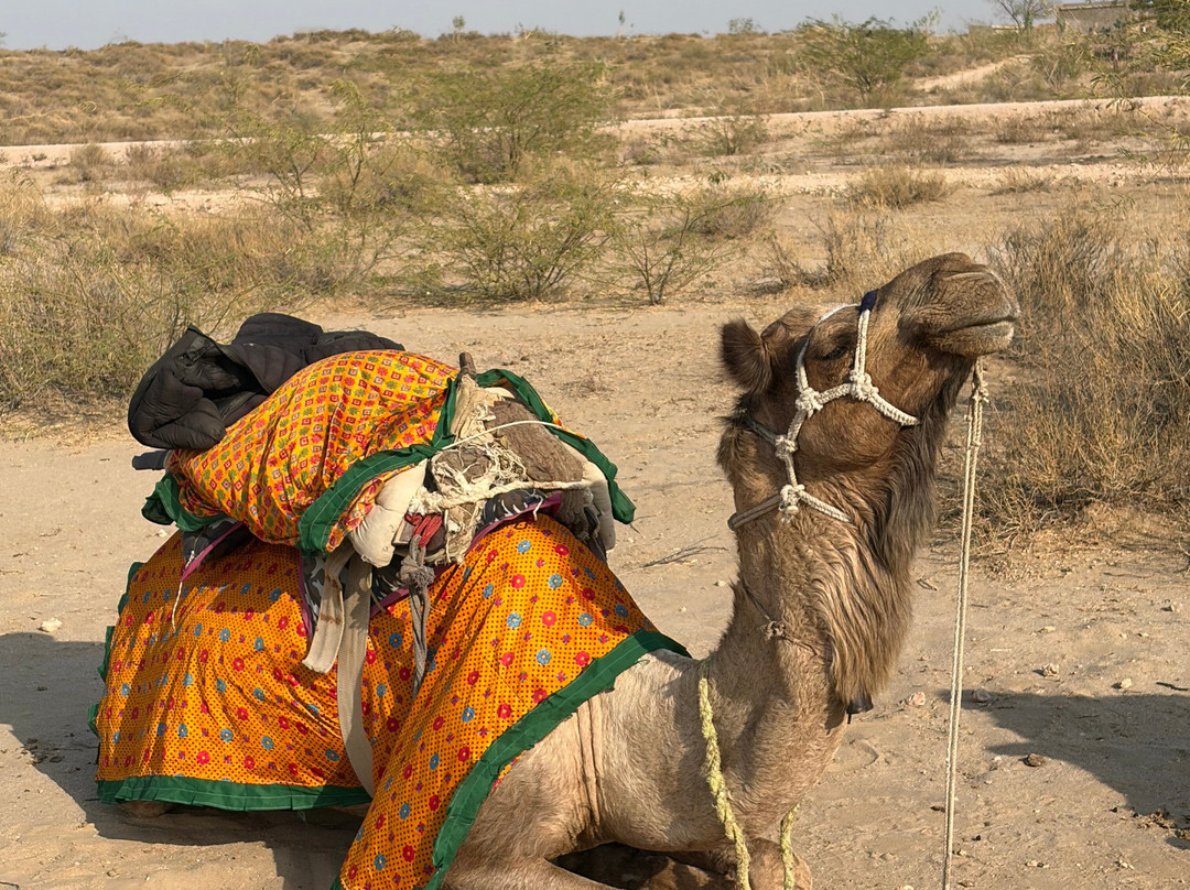 Renuka Camel Safari-杰伊瑟尔梅尔必去景点