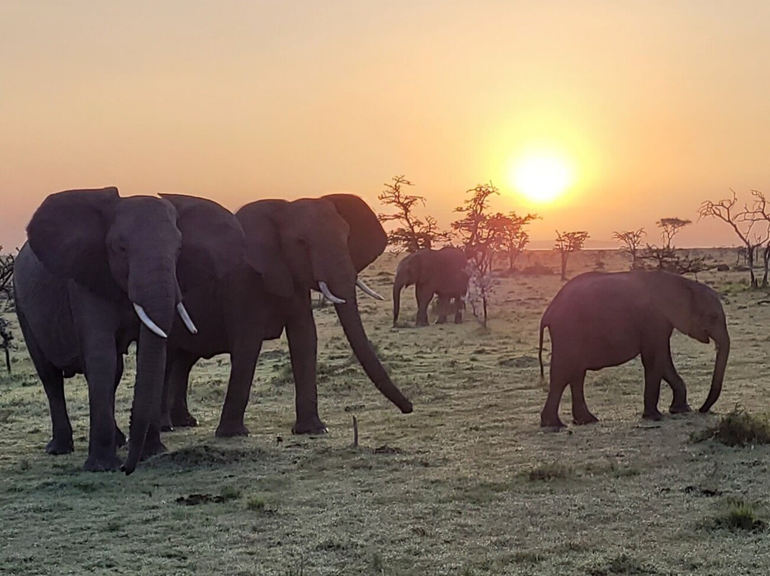 Mara Naboisho Conservancy-纳罗克必去景点