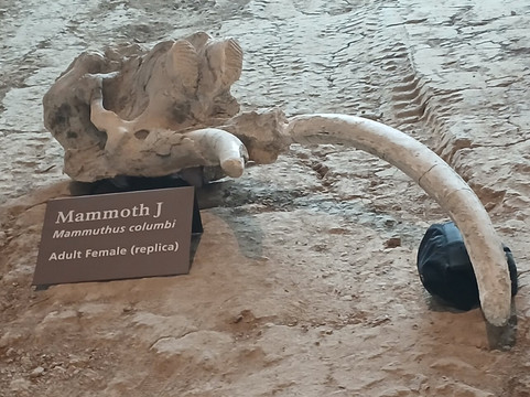 Waco Mammoth National Monument-韦科必去景点