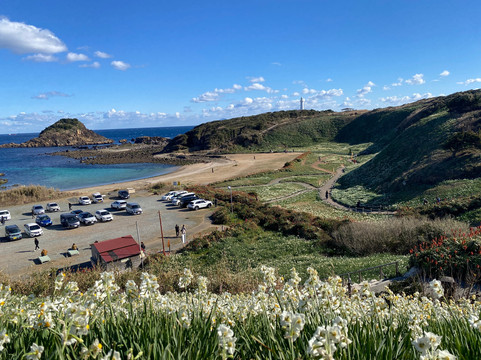 Tsumekizaki Narcissus Festival-下田市必去景点
