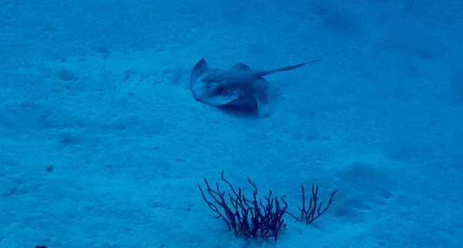 The Diveshop Curacao-威廉斯塔德必去景点