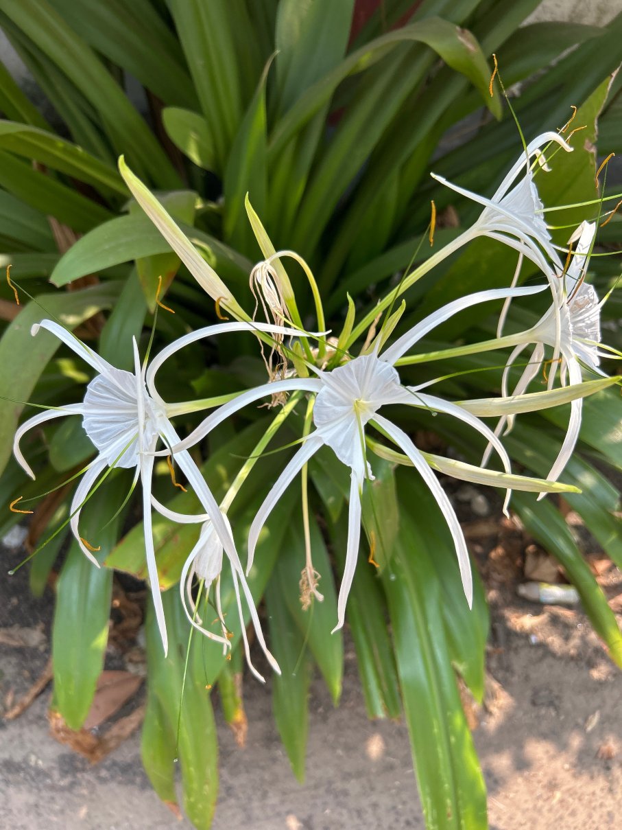 Vismaya湖景遗产酒店-官方