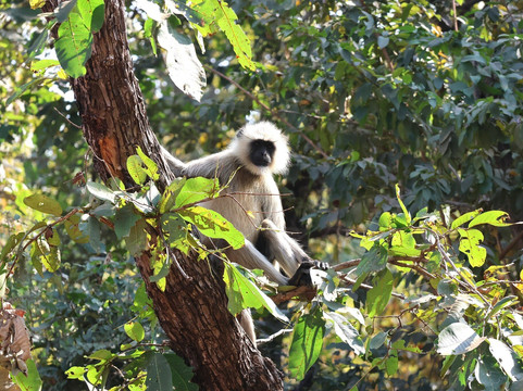 Tadoba Andhari National Park-Chandrapur District必去景点