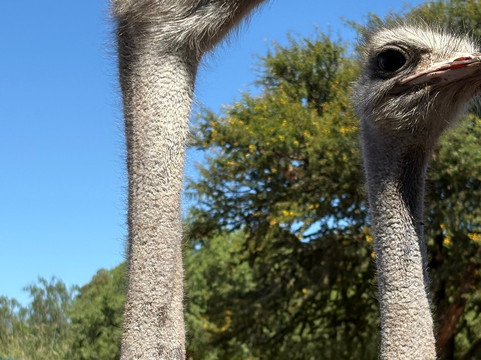 Safari Ostrich Farm-奥兹洪必去景点