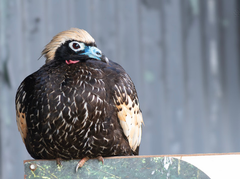 Zoo Das Aves-Pocos de Caldas必去景点