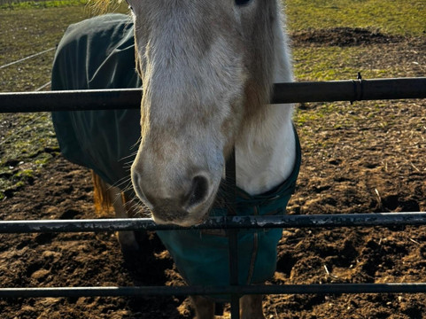 Ings Park Alpacas-Brough必去景点