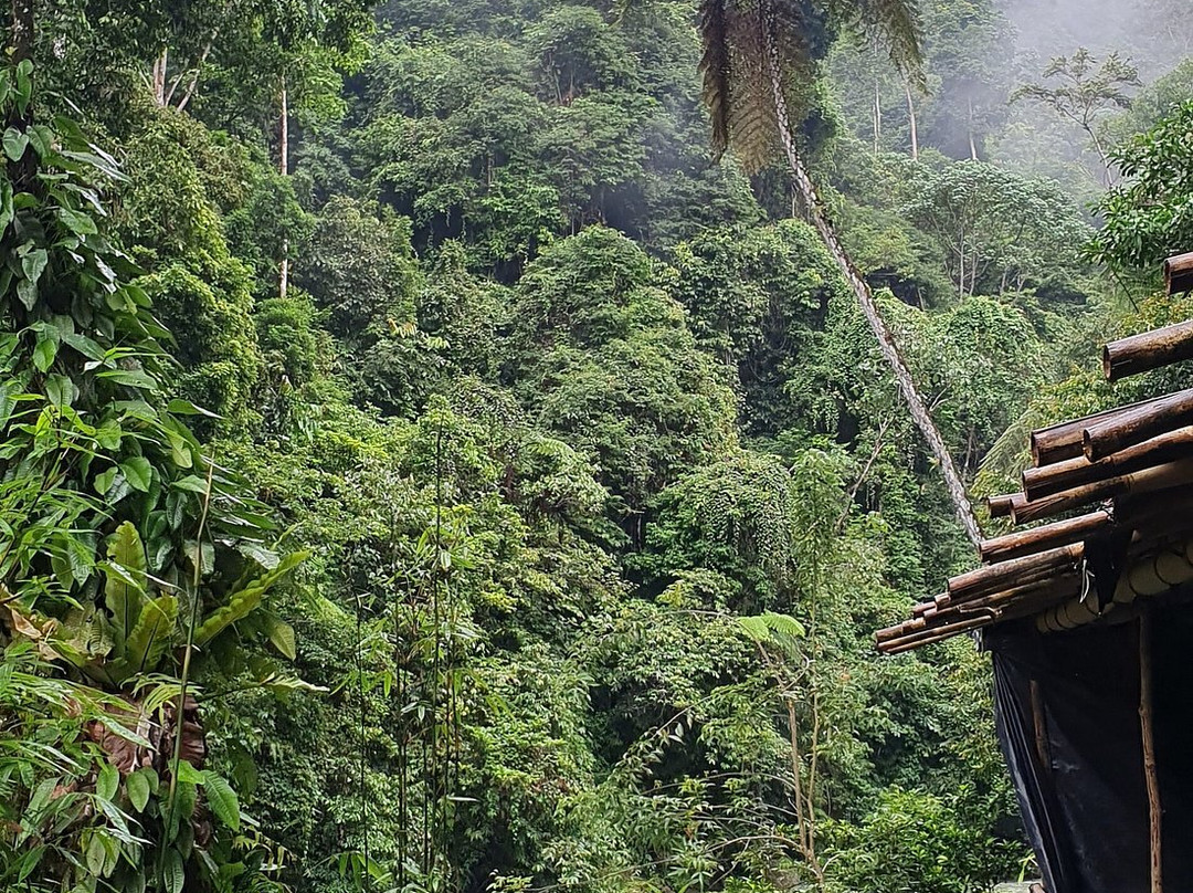 Bukit Lawang Jungle Treks-武吉拉旺必去景点