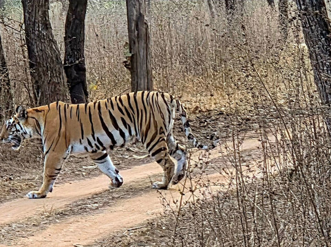 Panna National Park-Panna District必去景点