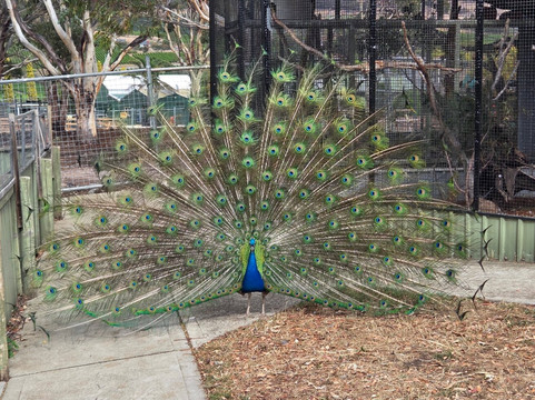 Zoodoo野生动物园-Richmond必去景点