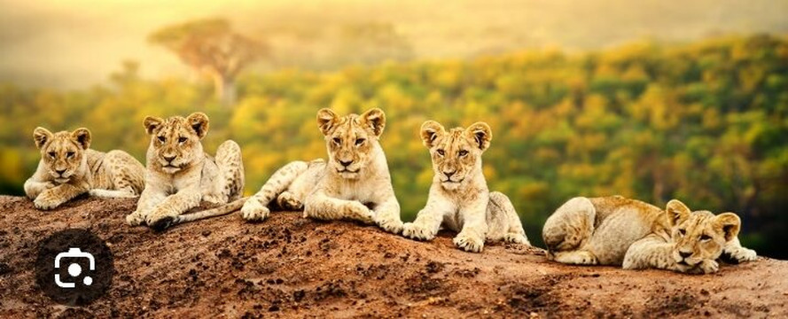 Taffies Safaris-坎帕拉必去景点