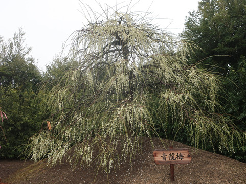 Suzuka Forest Garden-铃鹿市必去景点