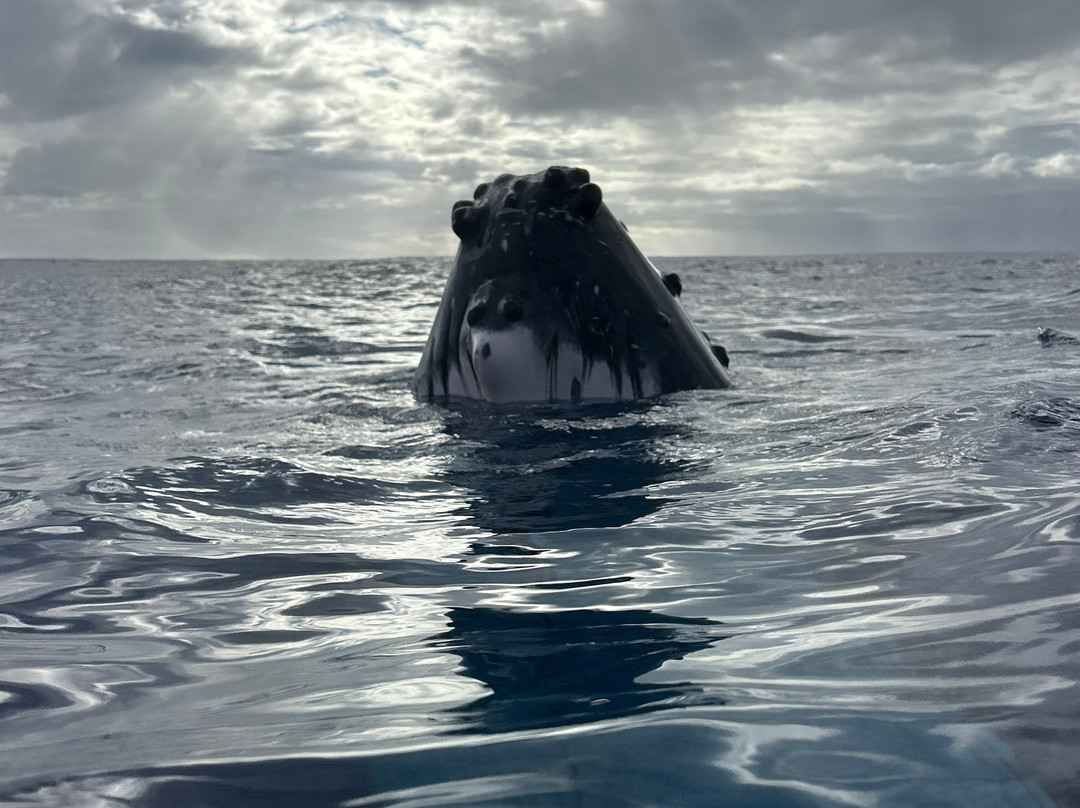 Dive and Sea Tahiti - Base nautique de Puna'auia-普纳奥亚必去景点