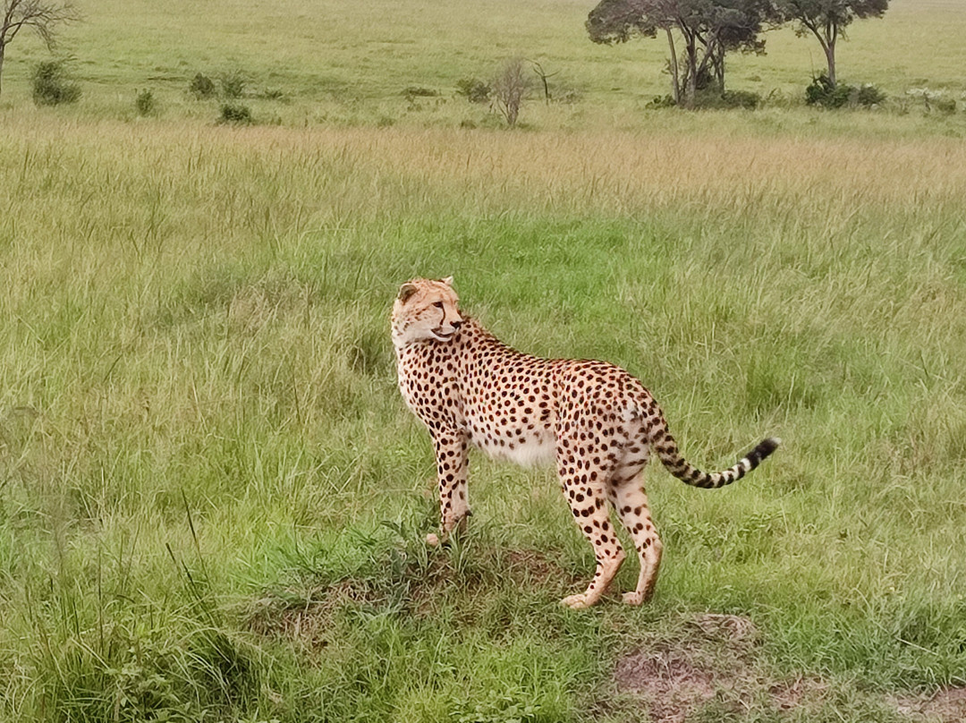 Chacal Expeditions - Day Tours-蒙巴萨必去景点