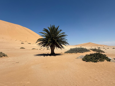 Dune 7-华维斯湾必去景点