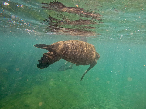 Galapagos Best Option-阿约拉港必去景点