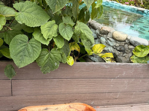 Hacienda Orosi-奥罗西必去景点