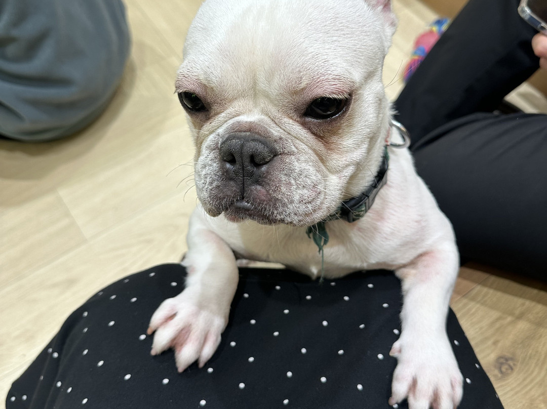 Puppy Cafe Rio Kamakura Komachidori-镰仓市必去景点