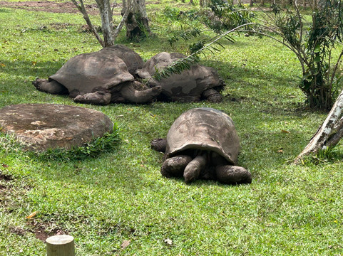 Vishal Taxi Ile Maurice-开普马欧呵必去景点