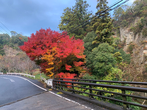 Maple Road-富津市必去景点