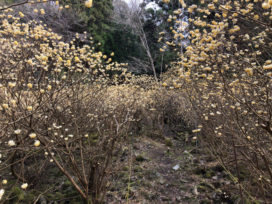 Mushiidani no Mitsumata Colony