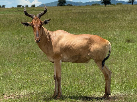 Unlimited Expeditions - The Soul Of Tanzania-阿鲁沙必去景点