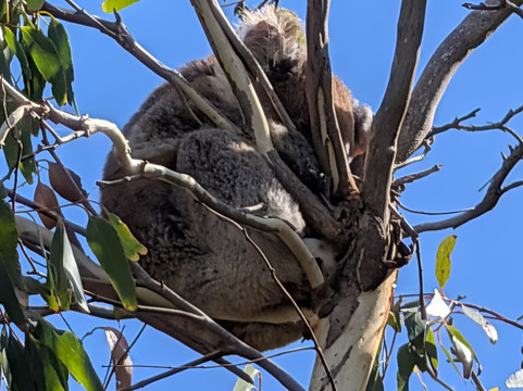 Kangaroo Island Outdoor Action-袋鼠岛必去景点