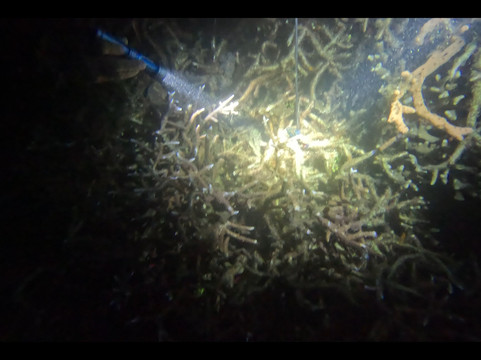 Solitude Lembeh Resort主图