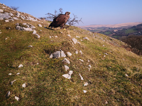 Wings Of Wales-布雷肯比肯斯国家公园必去景点