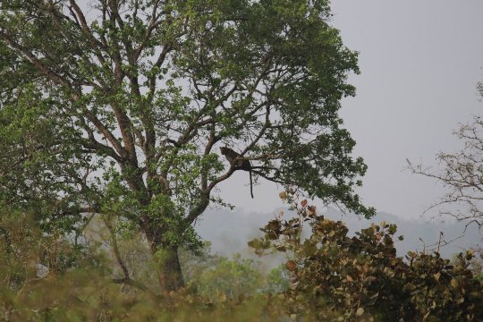The Serai Bandipur-官方