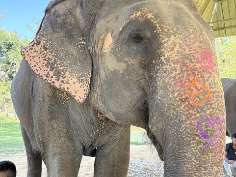 大象奇迹观光农场-斋蒲尔必去景点