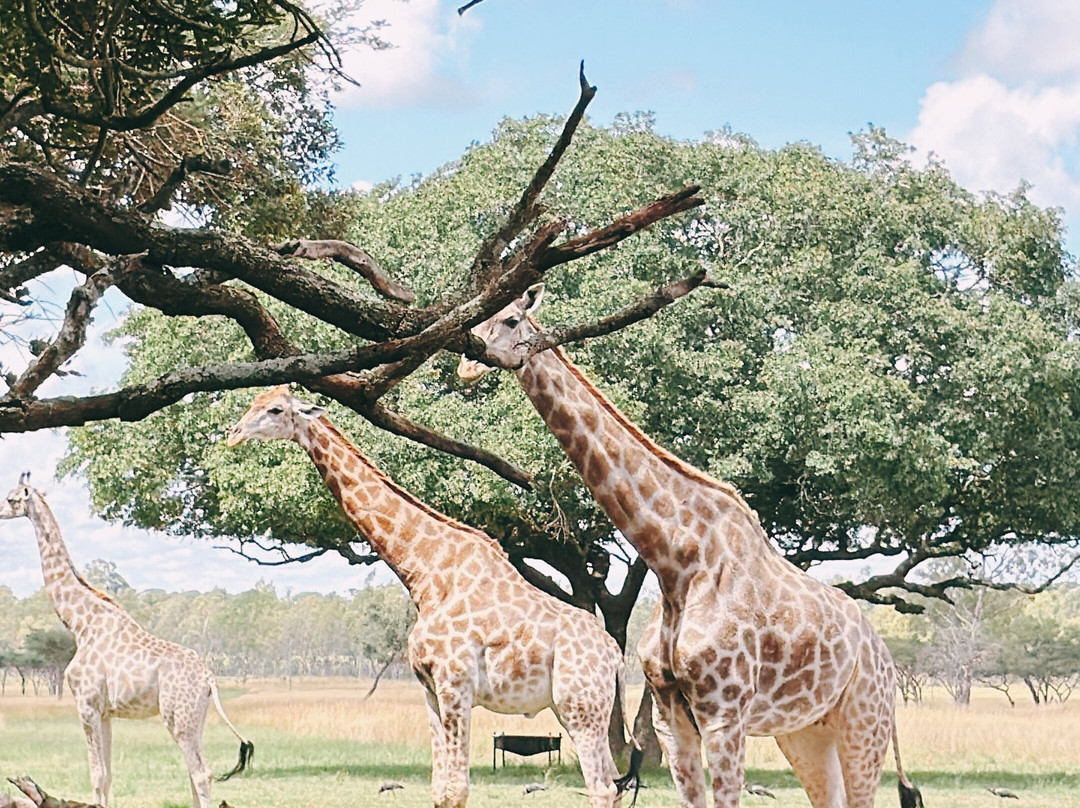 Wild Is Life-哈拉雷必去景点