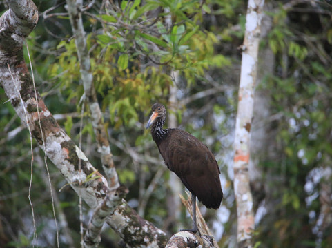 Selva Verde Tours-Misahualli必去景点
