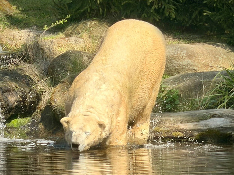 Zoo de La Fleche-La Fleche必去景点