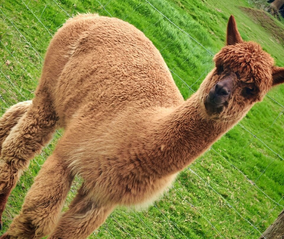 Alpaga Normandie - Animaux Miniatures-巴约必去景点