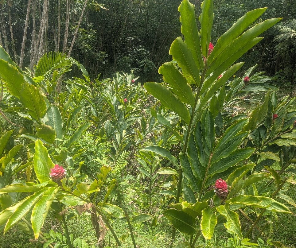 火玛卢霞植物园-卡内奥赫必去景点