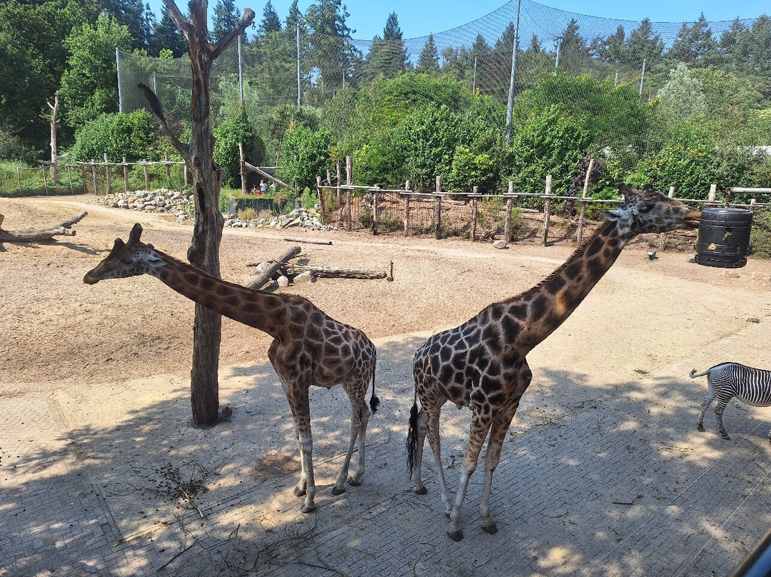 DierenPark Amersfoort-阿默斯福特必去景点