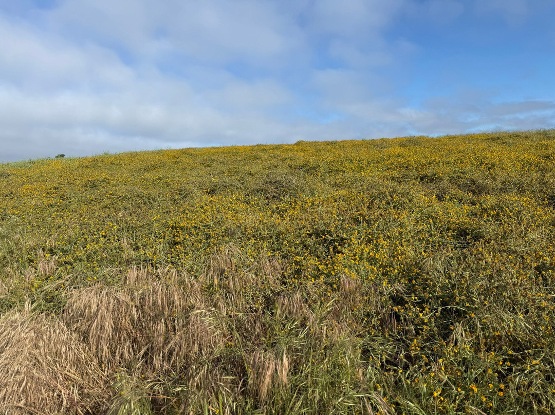 Fiscalini Ranch Preserve-坎布里亚必去景点